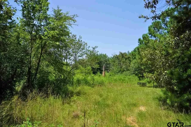 a view of a lush green space