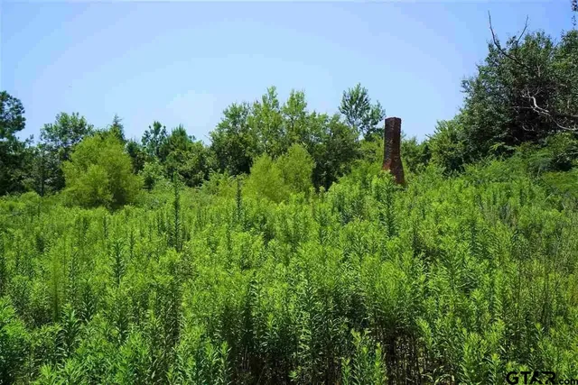 a view of under a tree