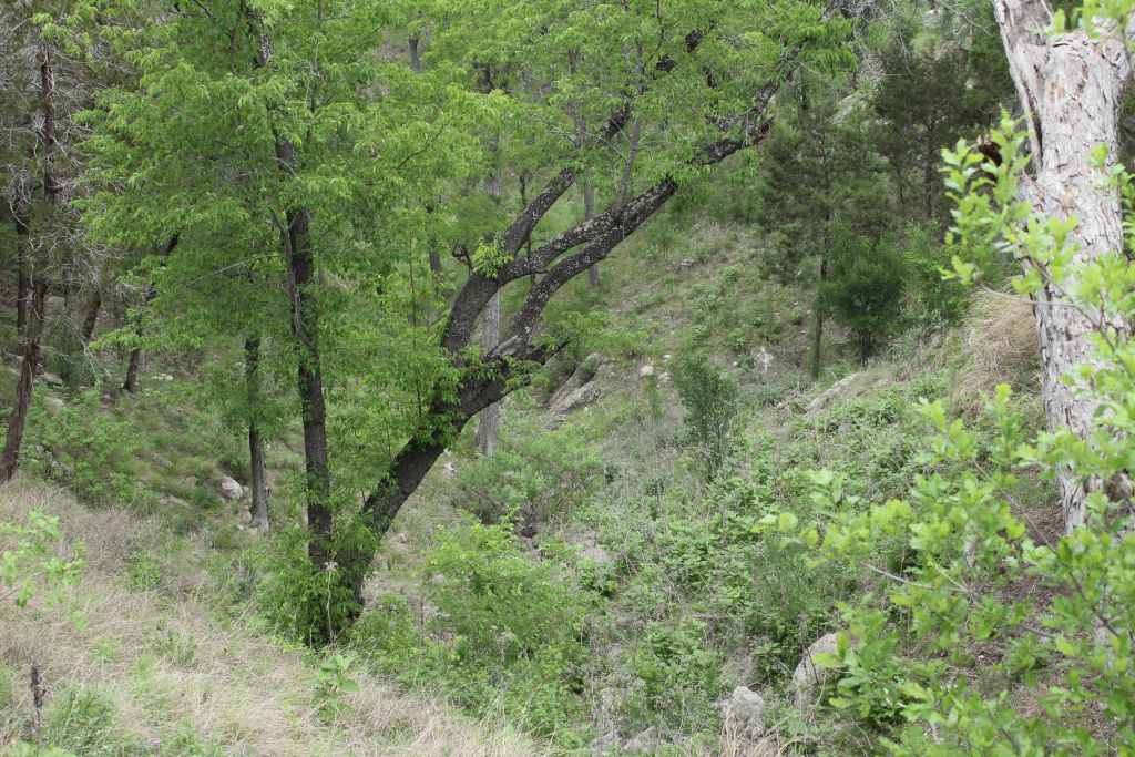 5135 Lookout Ridge Drive Marble Falls, TX 78654 - Photo 27 of 33 Canyon on Lot with a natural setting and local wildlife and birds