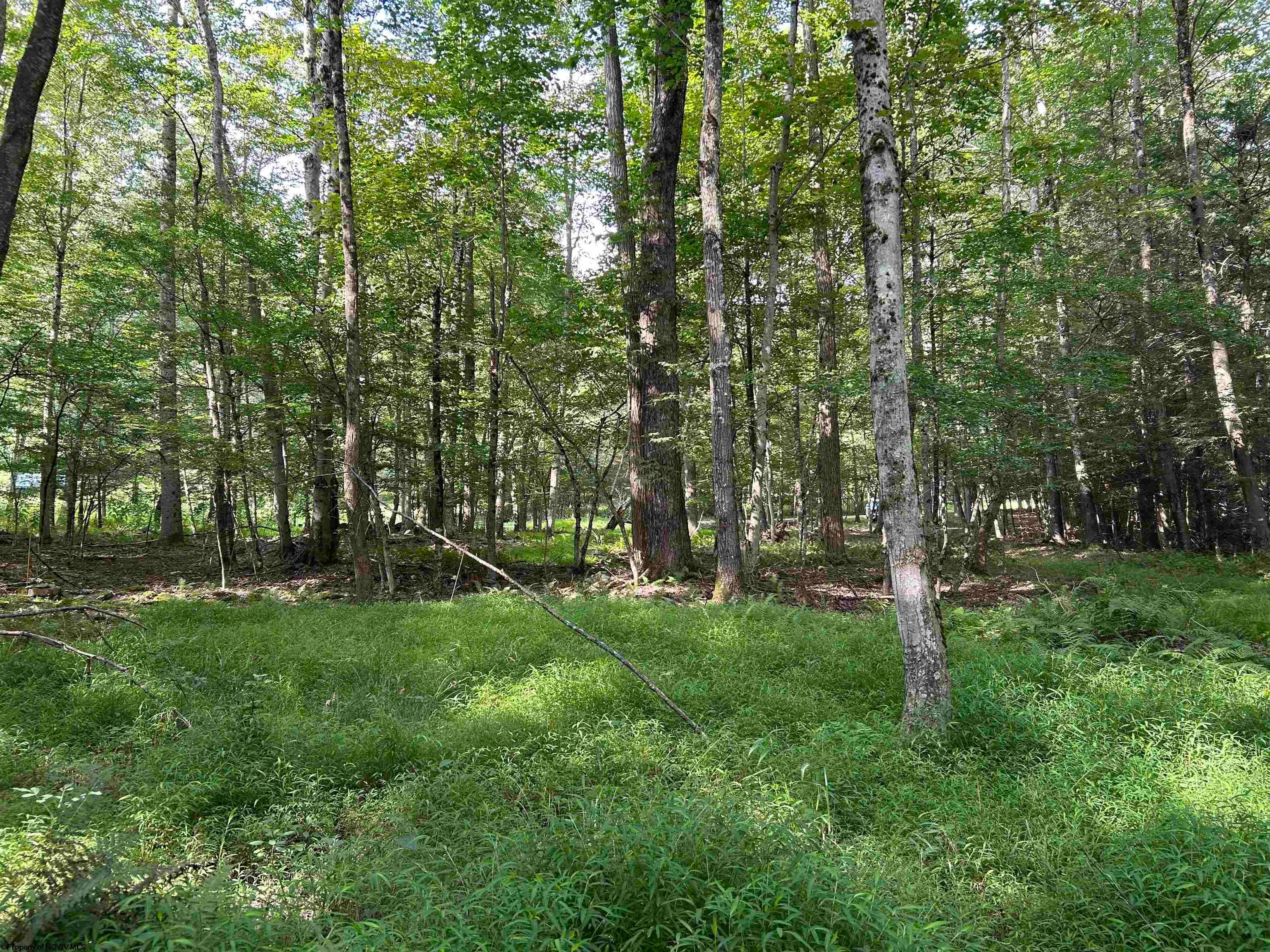 0 Bonner Mountain Road Dryfork, WV 26263 - Photo 12 of 23 Gallery Image 12