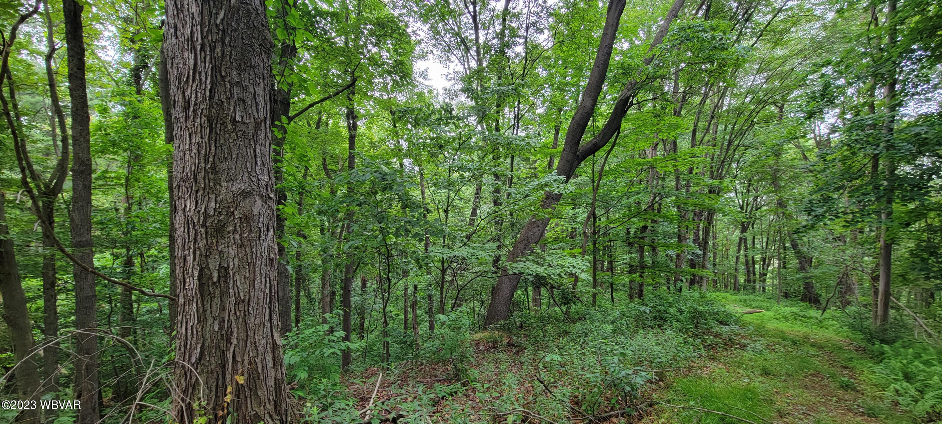 Adele Road Montoursville, PA 17754 - Photo 2 of 7 Gallery Image 2