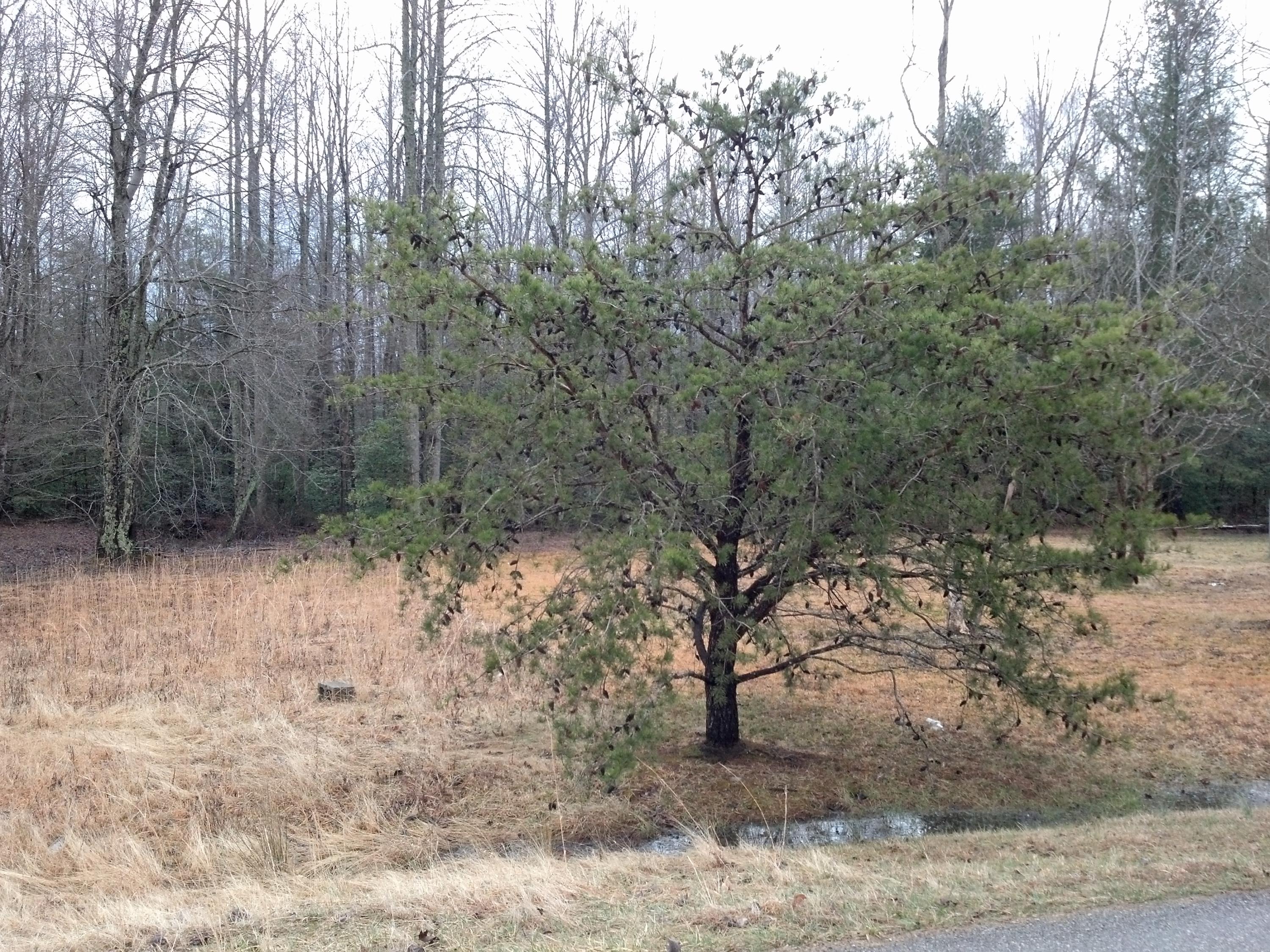Lot 23 Bud Ross Road Winfield, TN 37892 - Photo 1 of 1 IMG_20150310_112414_656 (1)
