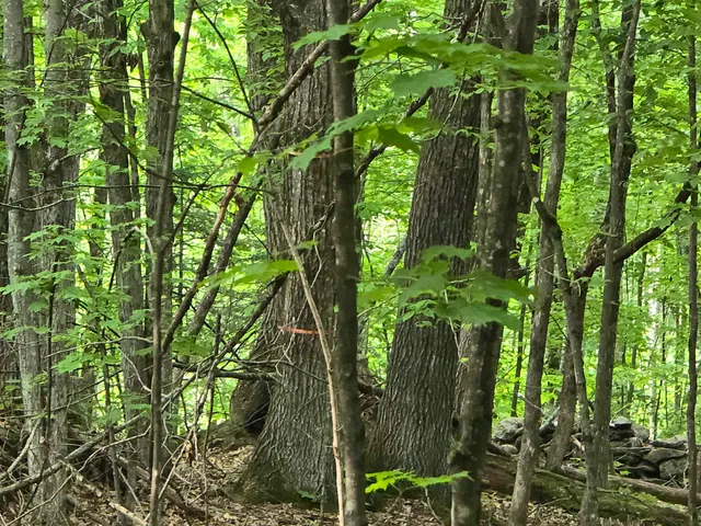 $190,000 | 882 Morse Road, Woodsville, NH 03785