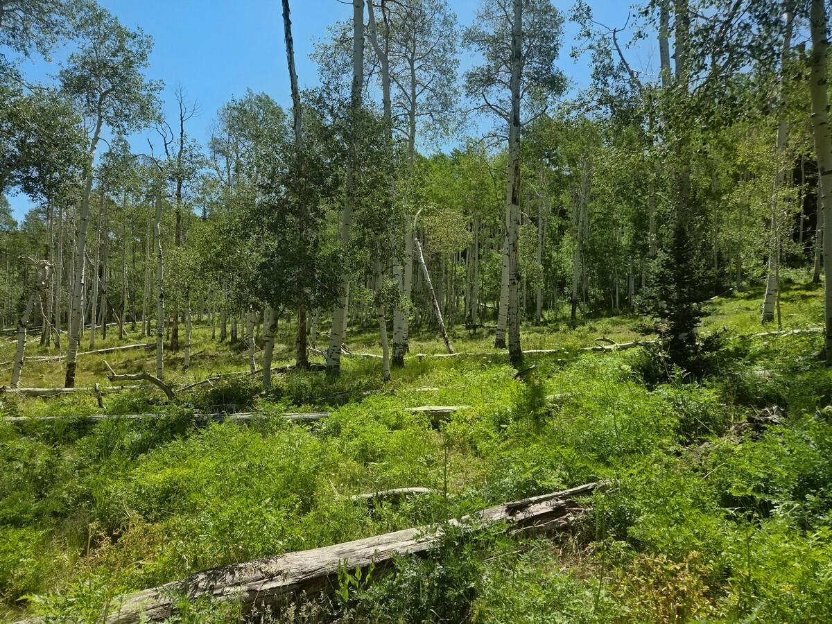 40 Acres Summit Mountain Road Brian Head, UT 84719 - Photo 14 of 32 Of the Property11
