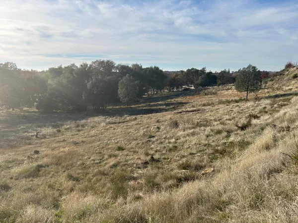 a view of a dry yard