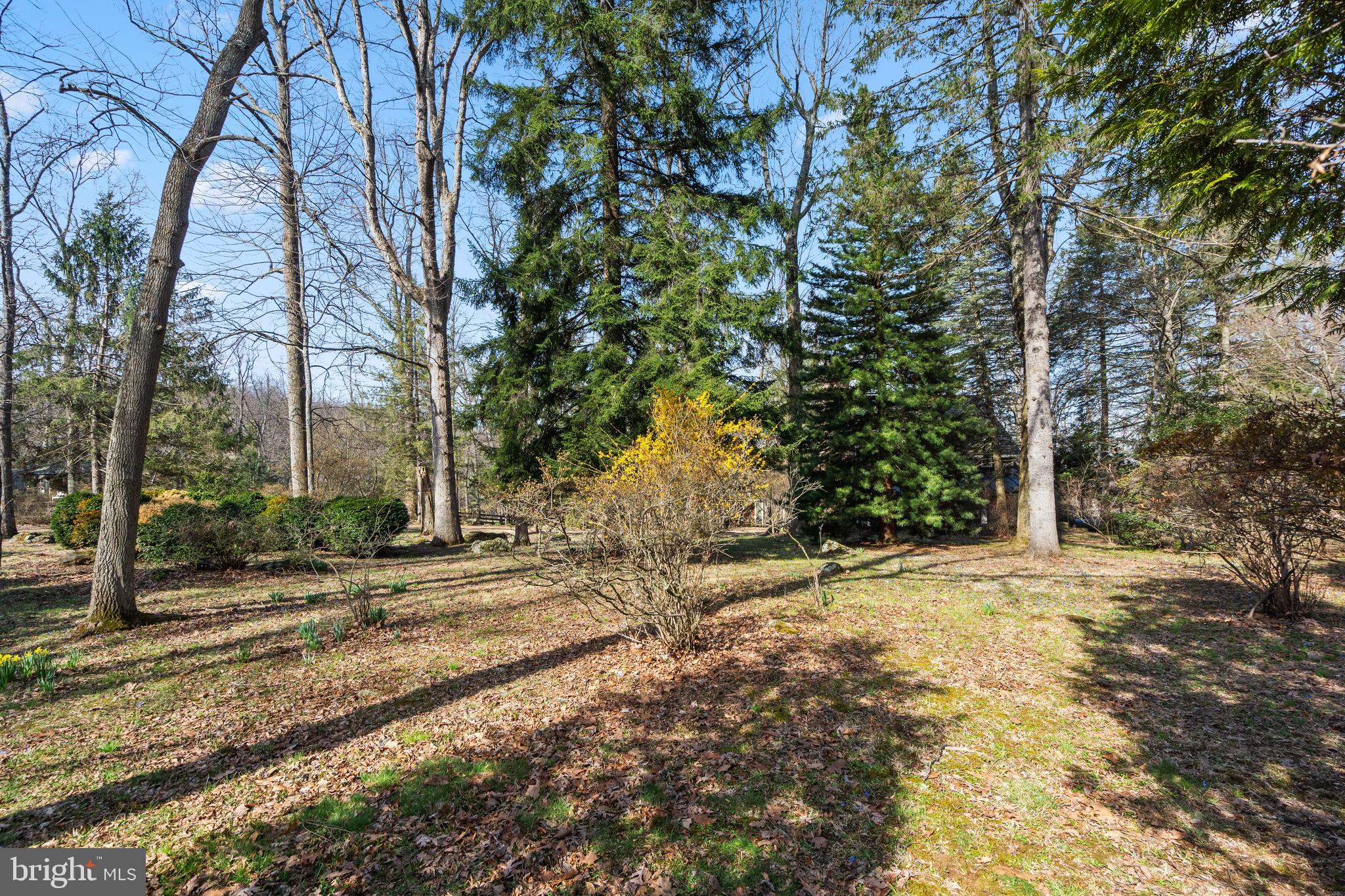17641 Raven Rocks Road Bluemont, VA 20135 - Photo 94 of 109 Forsythia, Evergreens, Lilac Trees, Red Bud Trees