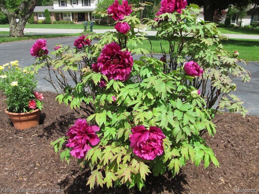461 Gunder Drive Rochester, MI 48309 - Photo 28 of 29 landscaping1.jpg