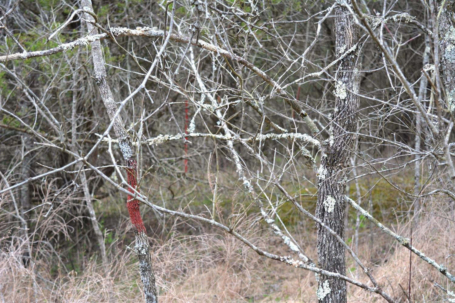 1 Ashes Creek Road Bloomfield, KY 40008 - Photo 10 of 21 Photo 10