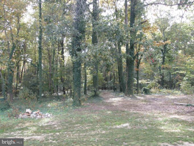 6885 Harmony Road Preston, MD 21655 - Photo 5 of 22 a view of a forest with trees in the background