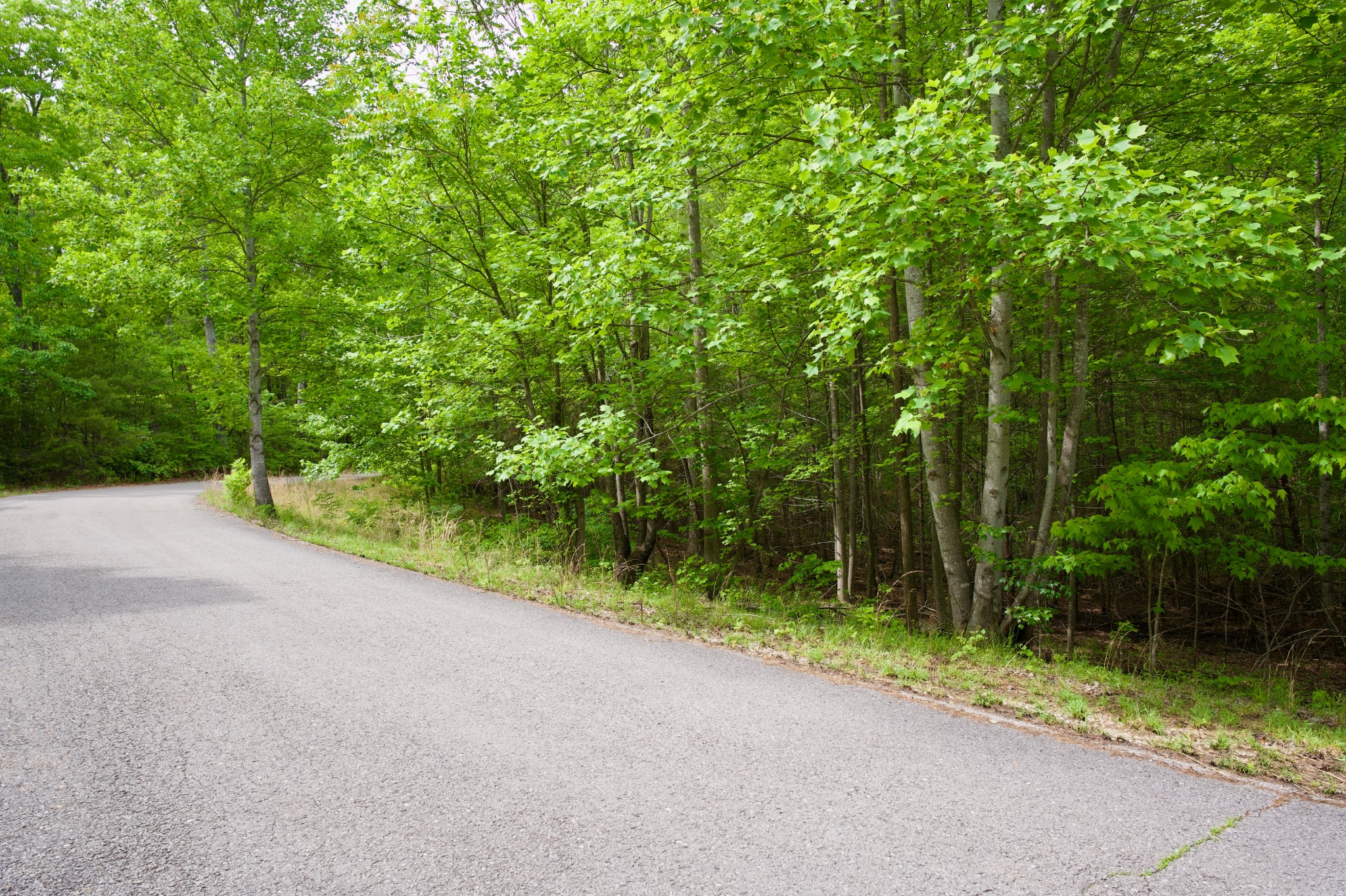 0 Hills Cemetery Road Spencer, TN 38585 - Photo 12 of 19 a view of a yard with plants and a trees