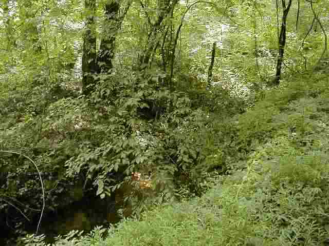 ' Bethel Church Road Walhalla, SC 29691 - Photo 2 of 9 Gallery Image 2