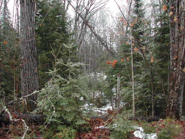 On On Little Papoose Road, Unit LT 5 Manitowish Waters, WI 54545 - Photo 6 of 6 Gallery Image 6
