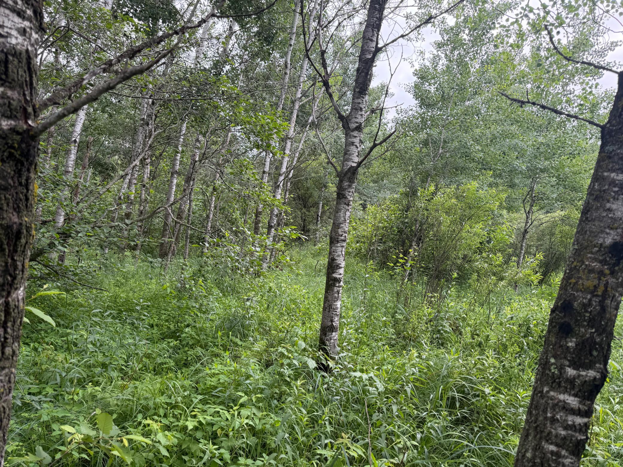 Tbd 350th Street Sebeka, MN 56477 - Photo 44 of 100