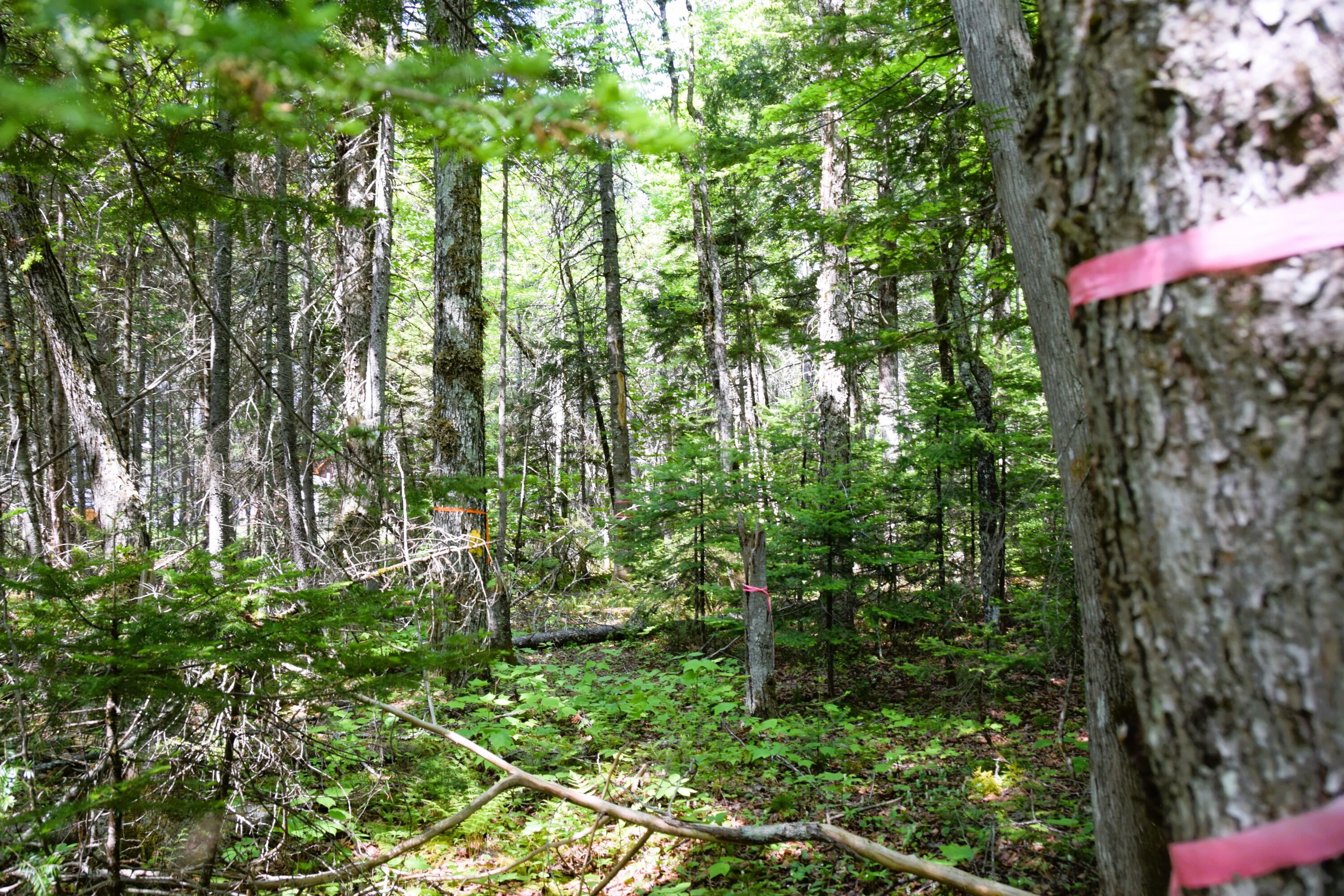 Ms03-l17.3 Carry Pond Road Bingham, ME 04920 - Photo 3 of 19