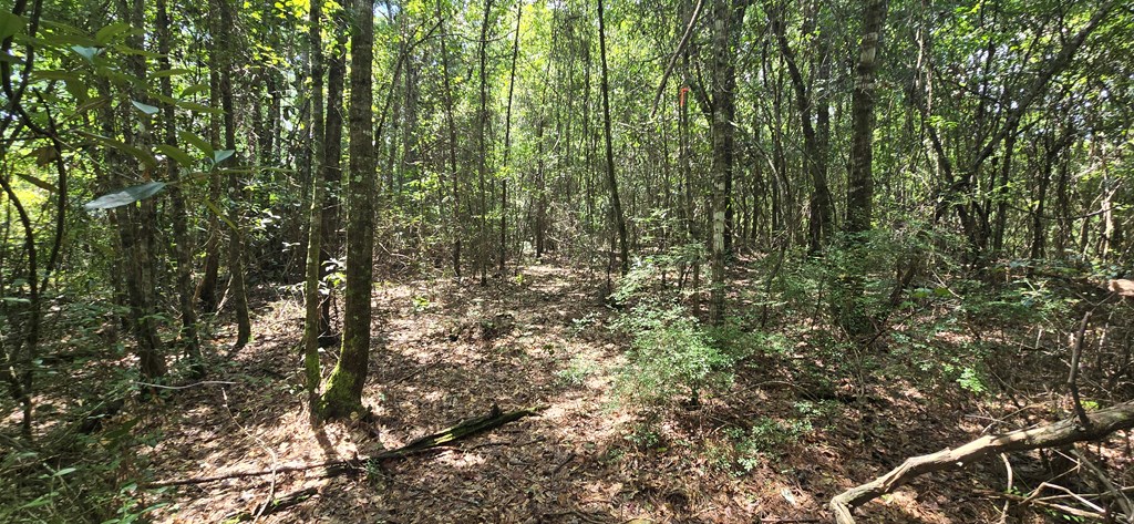 4739 Wallace Buie Road Columbia, AL 36319 - Photo 21 of 54