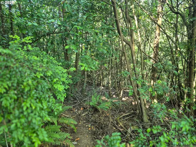 a view of a lush green forest