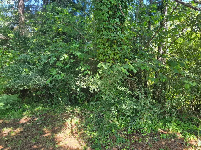 a view of a lush green forest