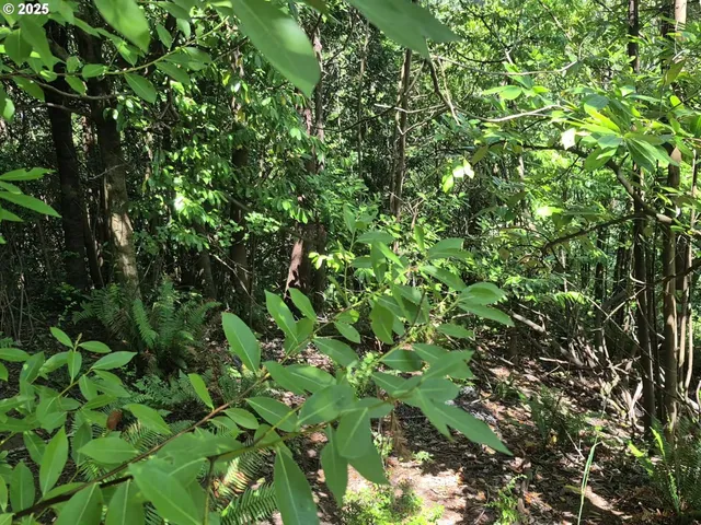 a view of a lush green forest