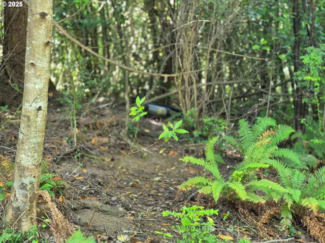 a view of a garden with plants