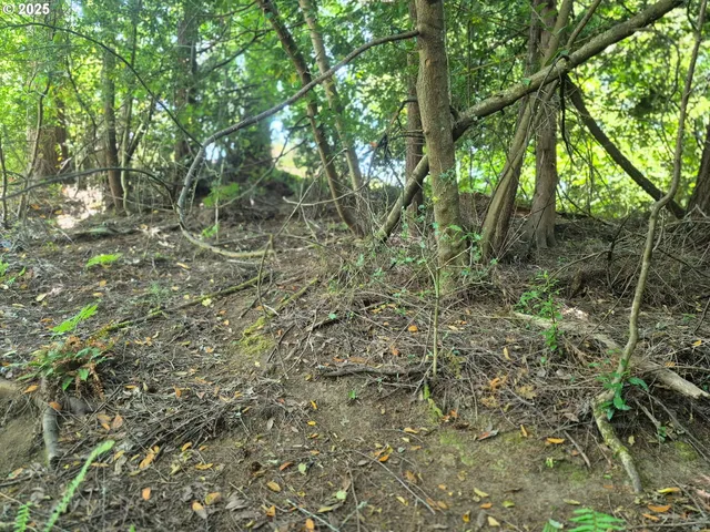 a view of a forest with trees in the background