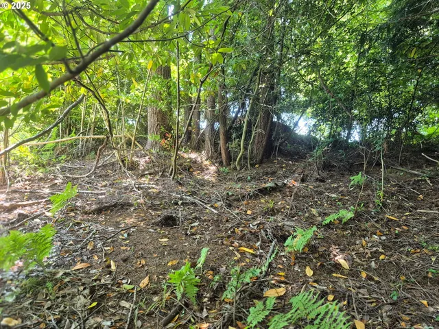 a backyard of a house with lots of plants and large trees