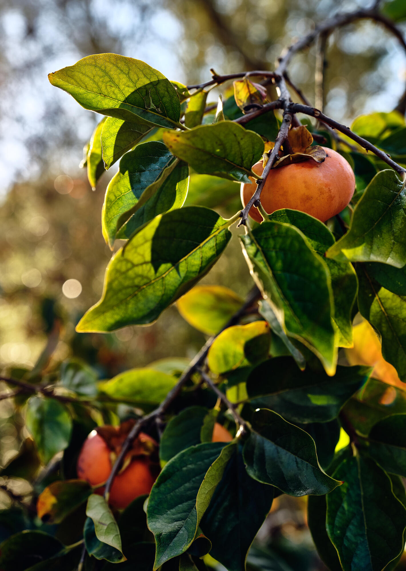 925 El Rancho Road Montecito, CA 93108 - Photo 20 of 28 a view of a tree with lots of flower