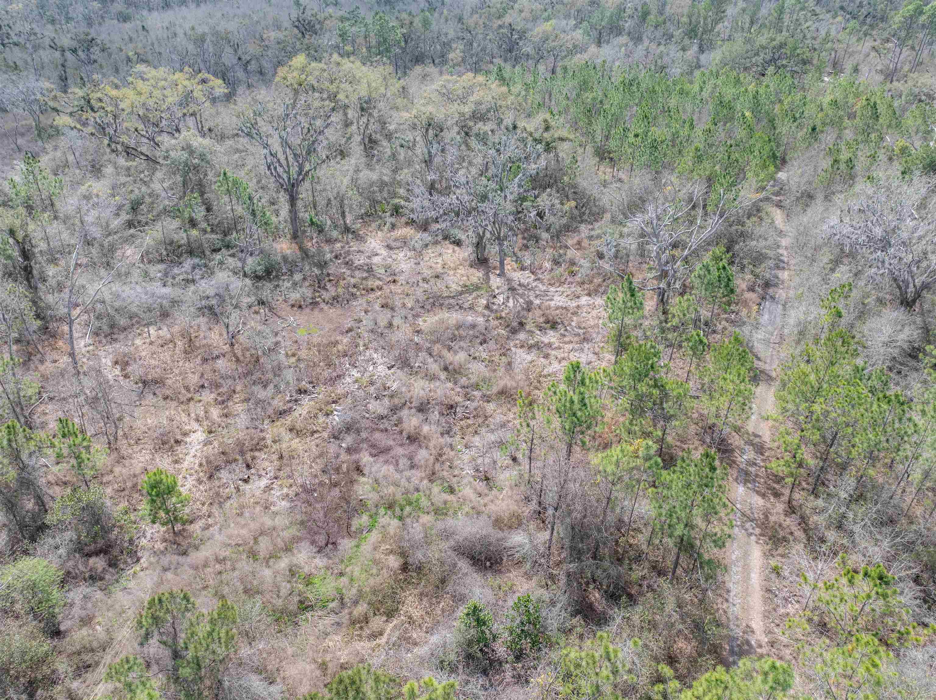 Vacant 40-acres Vacant 40-acres Ellison Frith Road Perry, FL 32347 - Photo 22 of 24