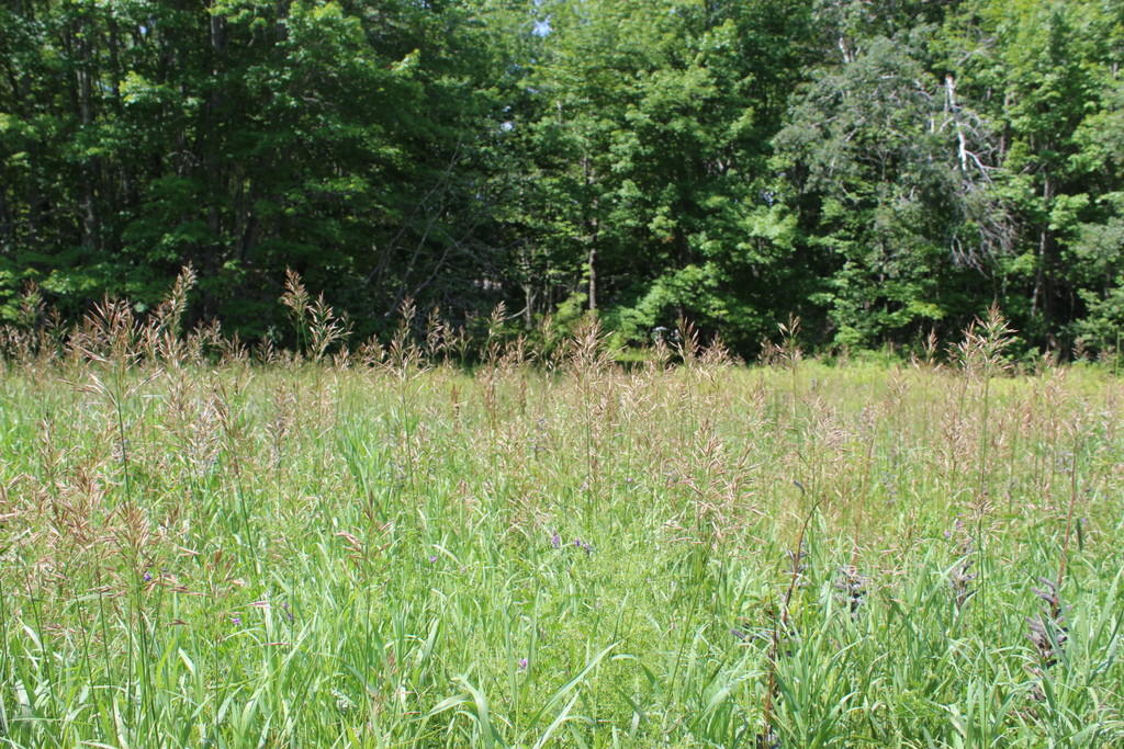 11 Shepard Road Belfast, ME 04915 - Photo 13 of 36 IMG_0541