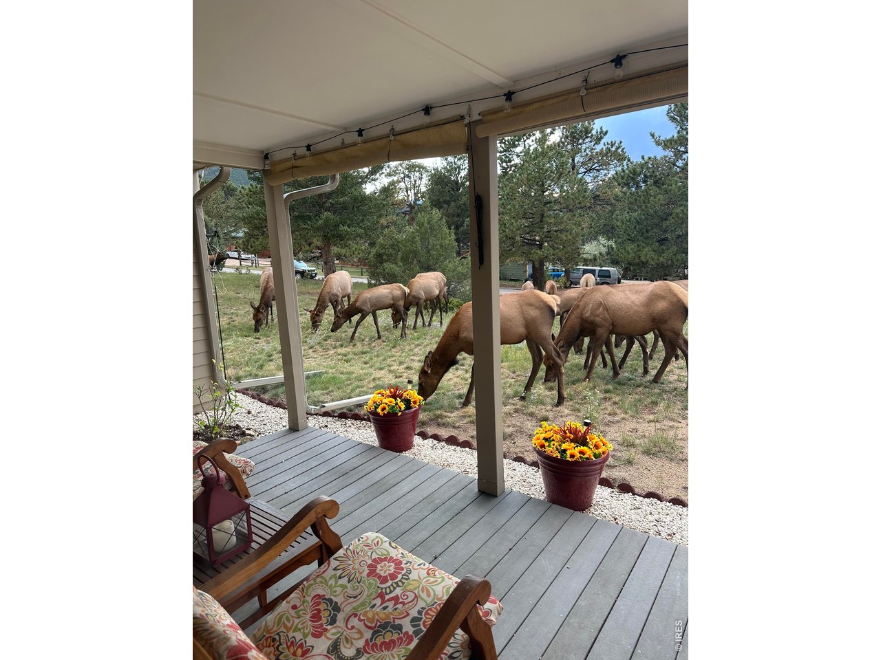 820 Riverside Drive Estes Park, CO 80517 - Photo 34 of 43 Autumn visitors come to say hi!