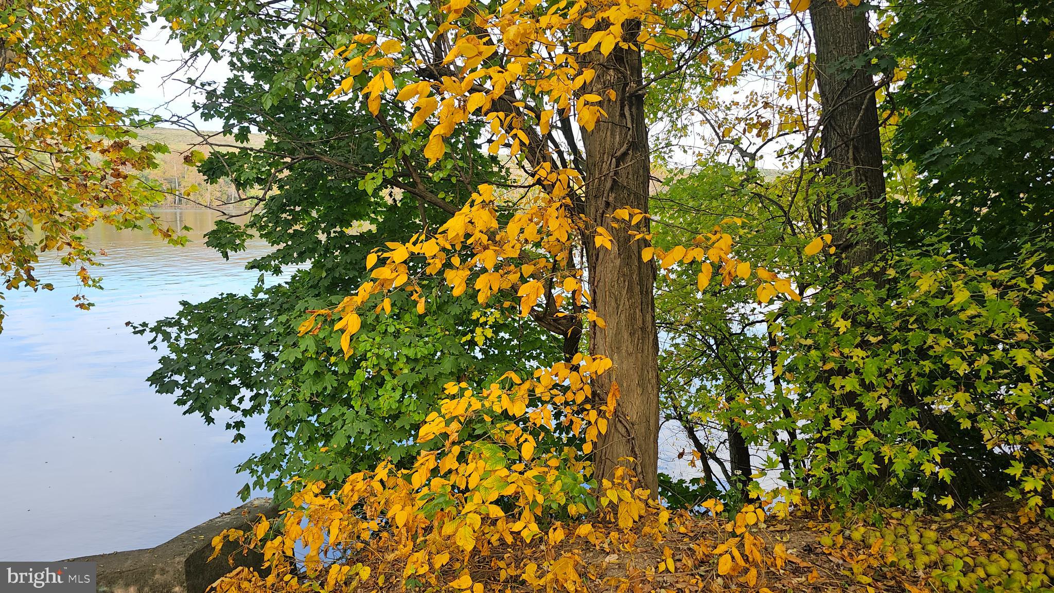 243 West Front Street Florence, NJ 08518 - Photo 5 of 12 a view of a tree