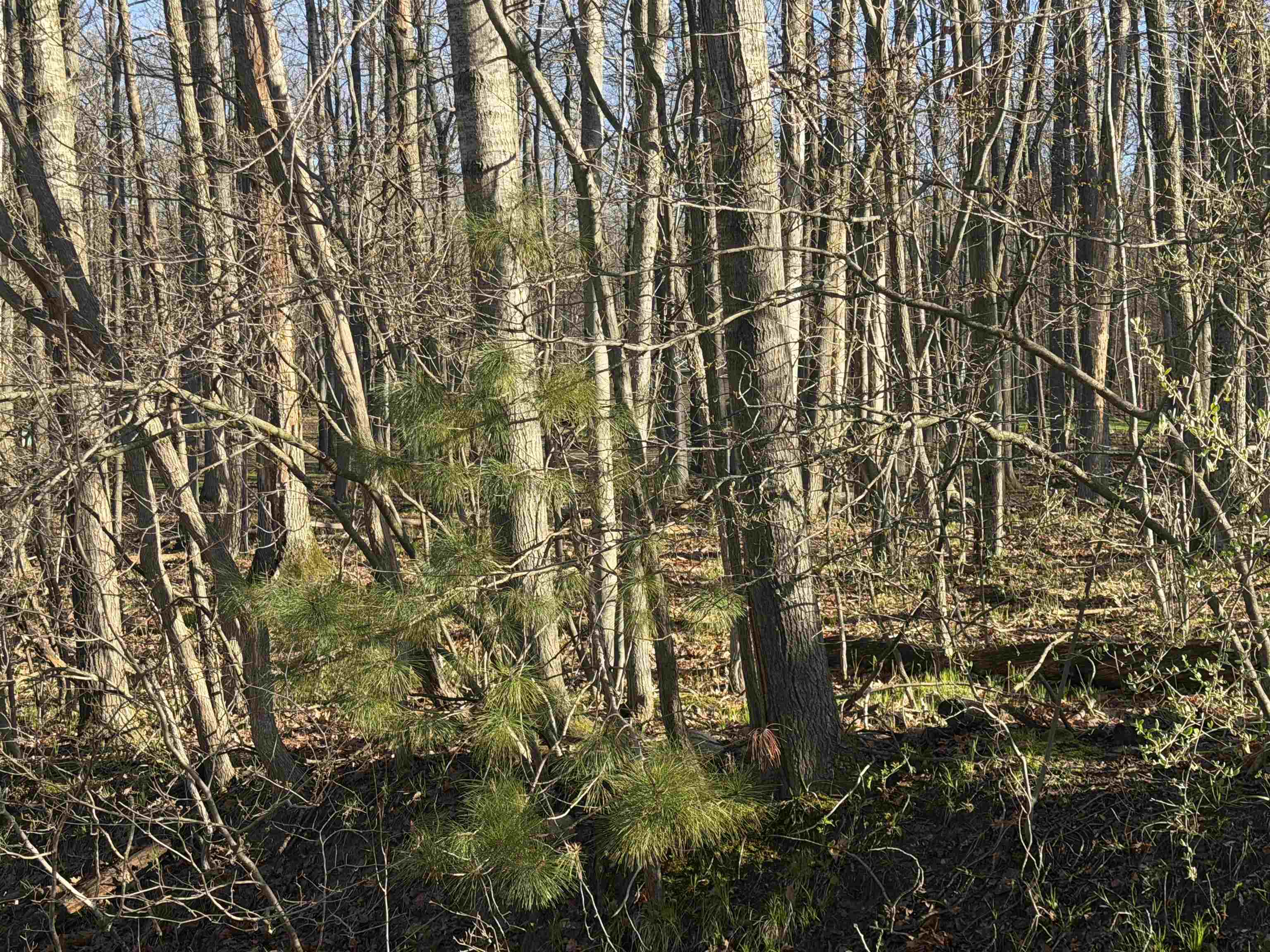 Lot # Squirrel Run Road Farwell, MI 48622 - Photo 4 of 16