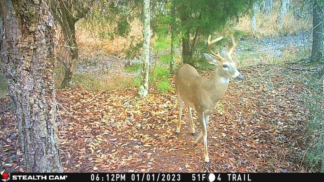 239 Aubie Road Samson, AL 36477 - Photo 24 of 50 Gallery Image 24