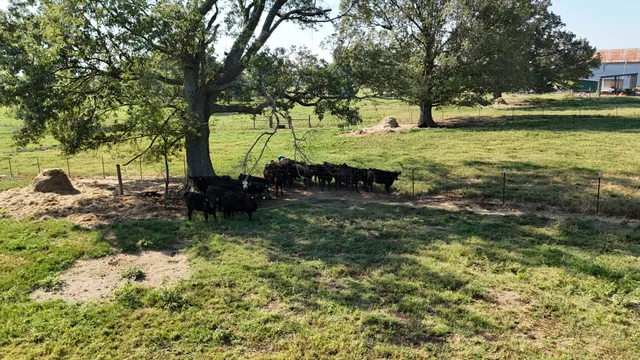 a view of a yard with table and chairs
