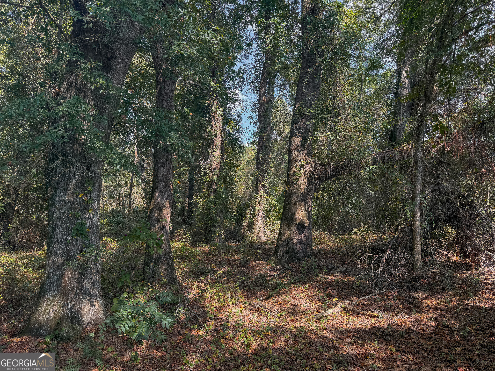 0 Sam Bradley Road Americus, GA 31709 - Photo 5 of 37 Gallery Image 5