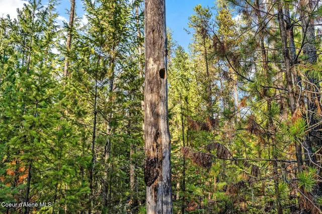 $399,000 | Lot 3 Reeder Bay Road, Nordman, ID 83848