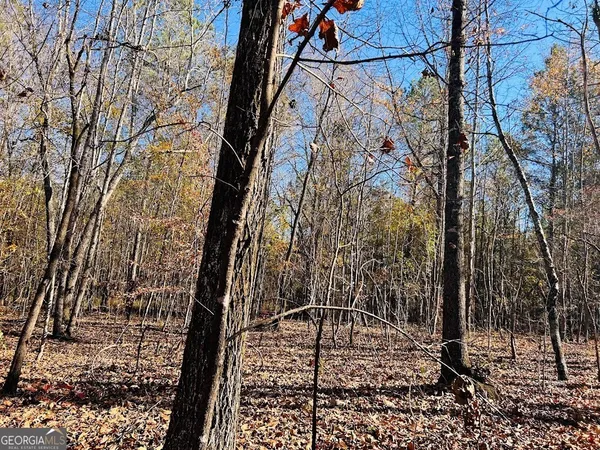 a view of forest