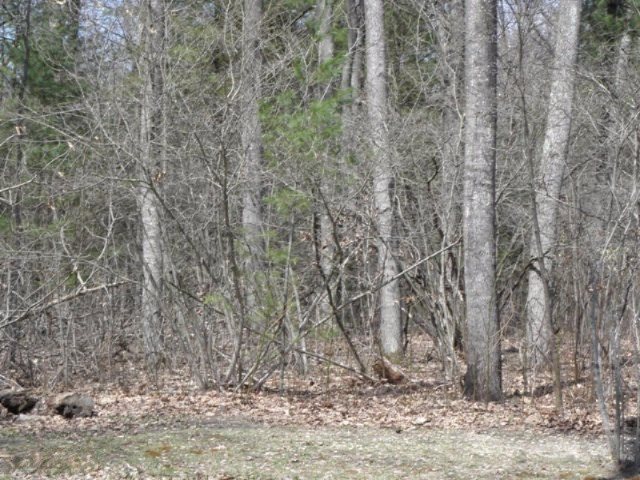 11411 Harris Road Montague, MI 49437 - Photo 11 of 12 woods