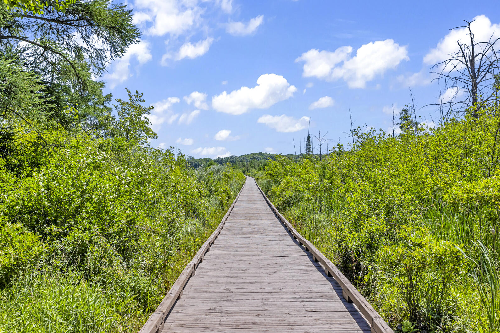 8295 South Jackson Road Clarklake, MI 49234 - Photo 28 of 35 Boardwalk