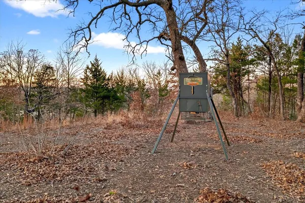 a view of a forest with a tree