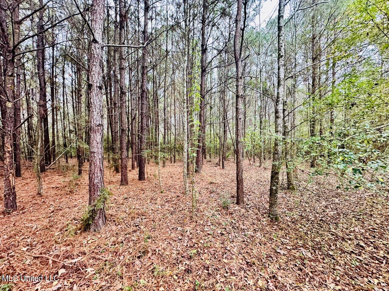 399 James Boyakin Barnett Road Magee, MS 39111 - Photo 21 of 48 IMG_6088