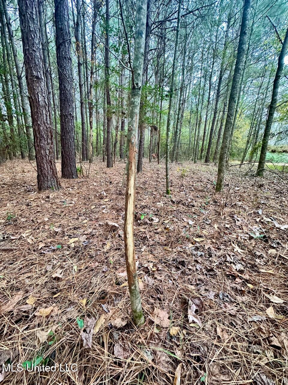 399 James Boyakin Barnett Road Magee, MS 39111 - Photo 22 of 48 IMG_6089