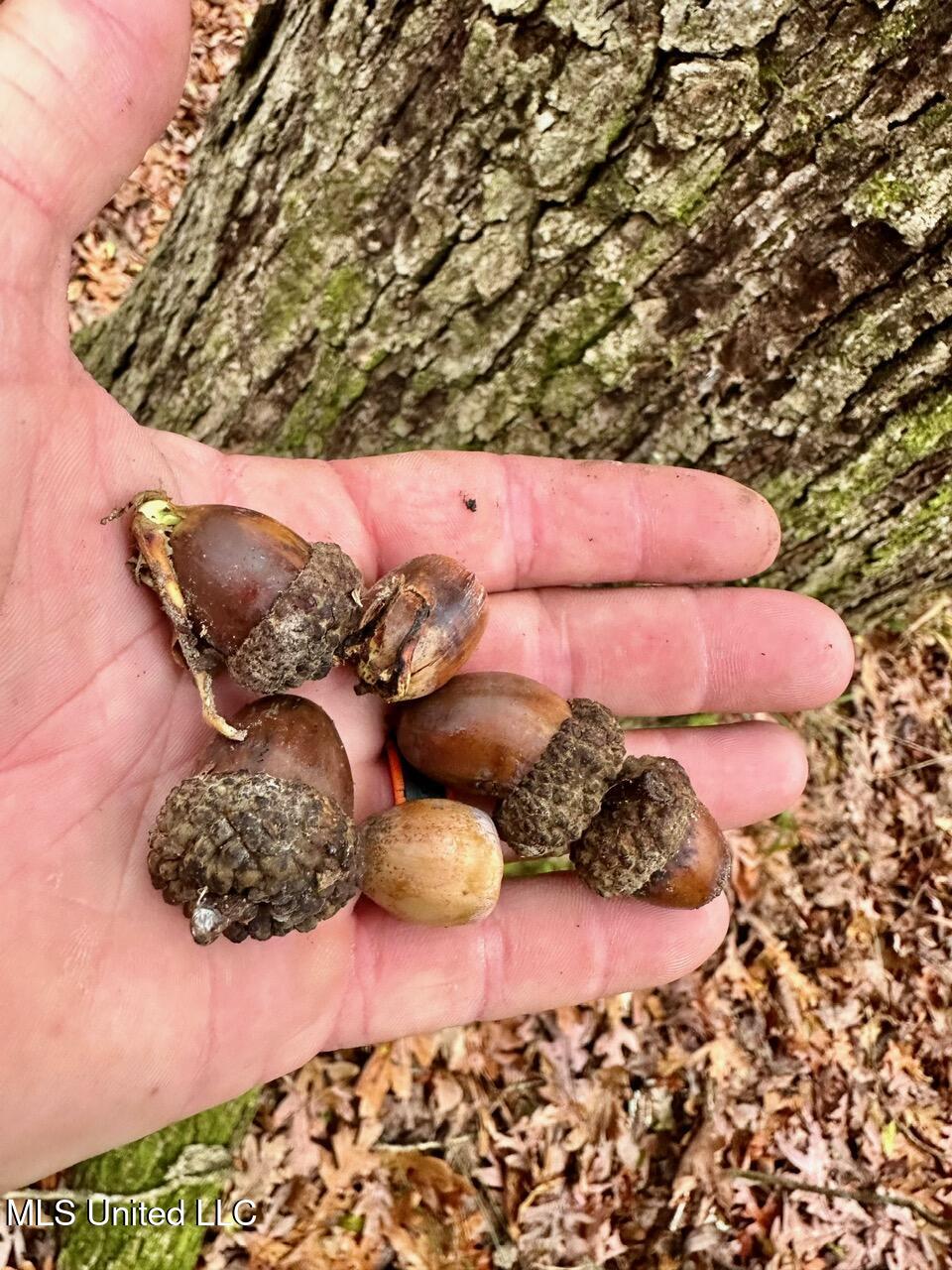 399 James Boyakin Barnett Road Magee, MS 39111 - Photo 30 of 48 IMG_6097