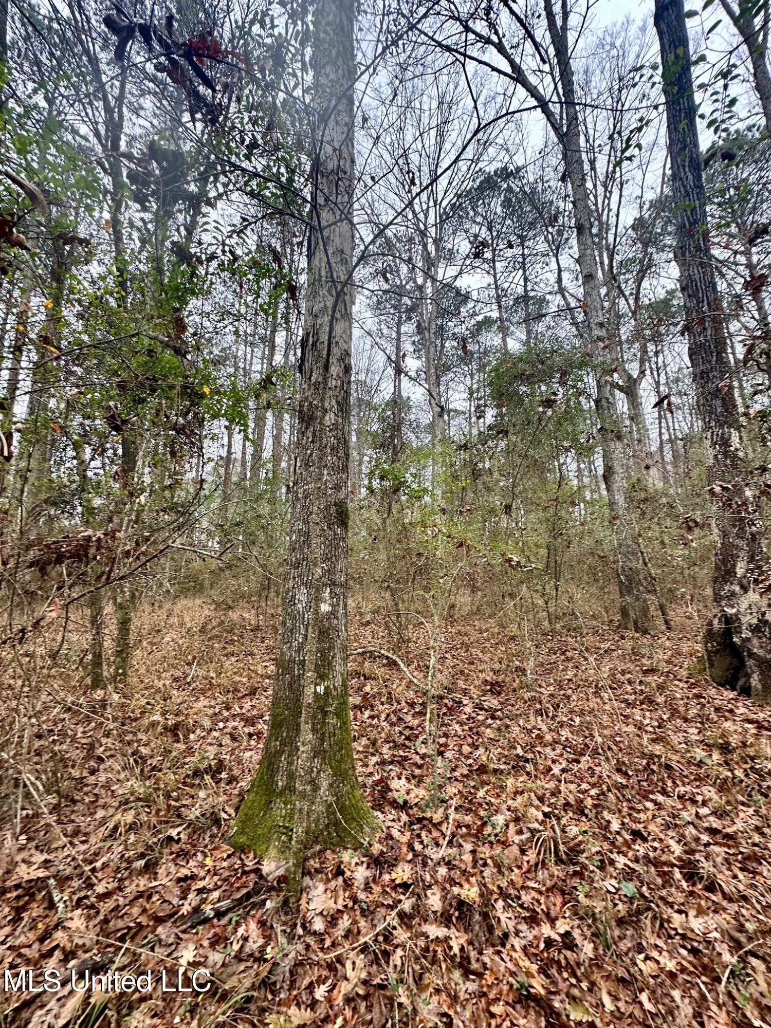 399 James Boyakin Barnett Road Magee, MS 39111 - Photo 33 of 48 IMG_6101