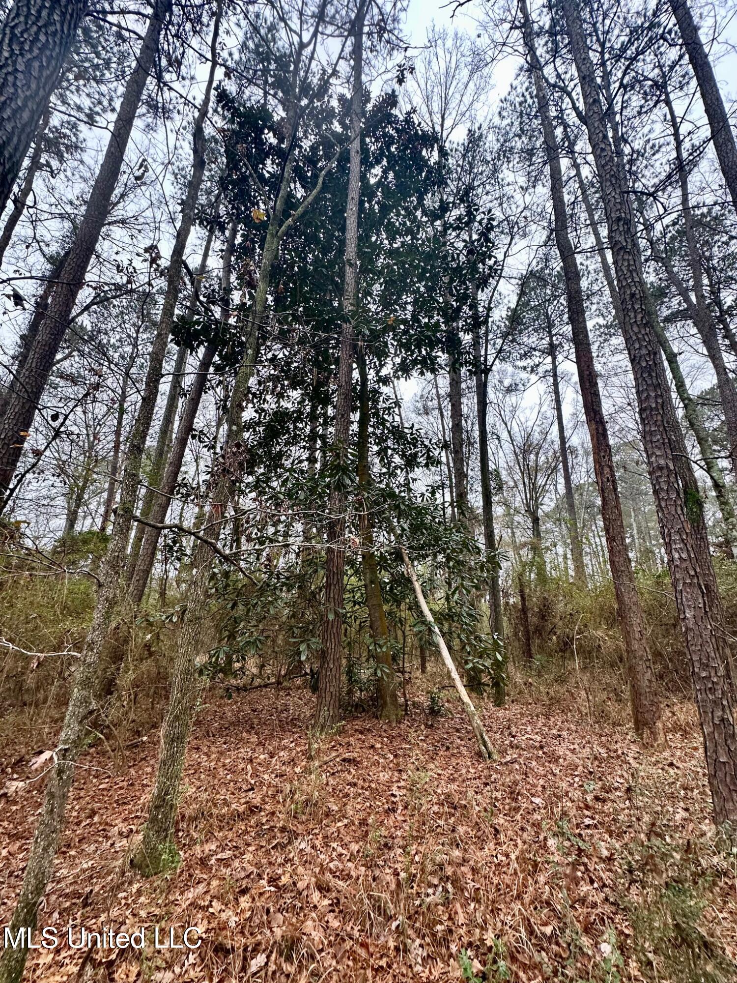 399 James Boyakin Barnett Road Magee, MS 39111 - Photo 34 of 48 IMG_6103