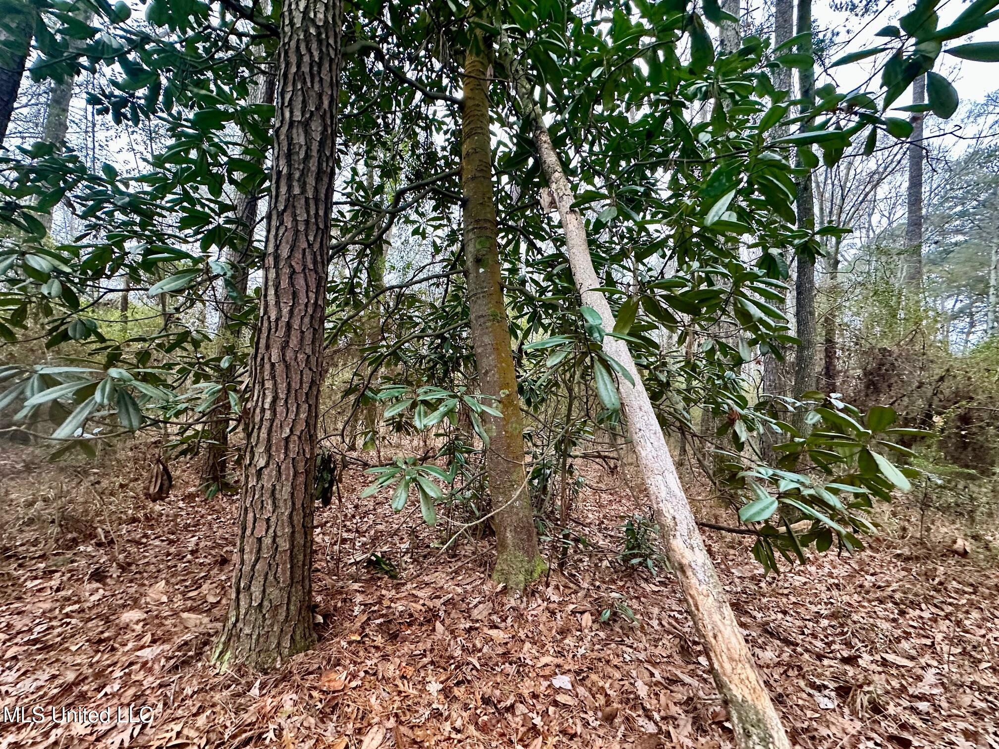 399 James Boyakin Barnett Road Magee, MS 39111 - Photo 35 of 48 IMG_6104