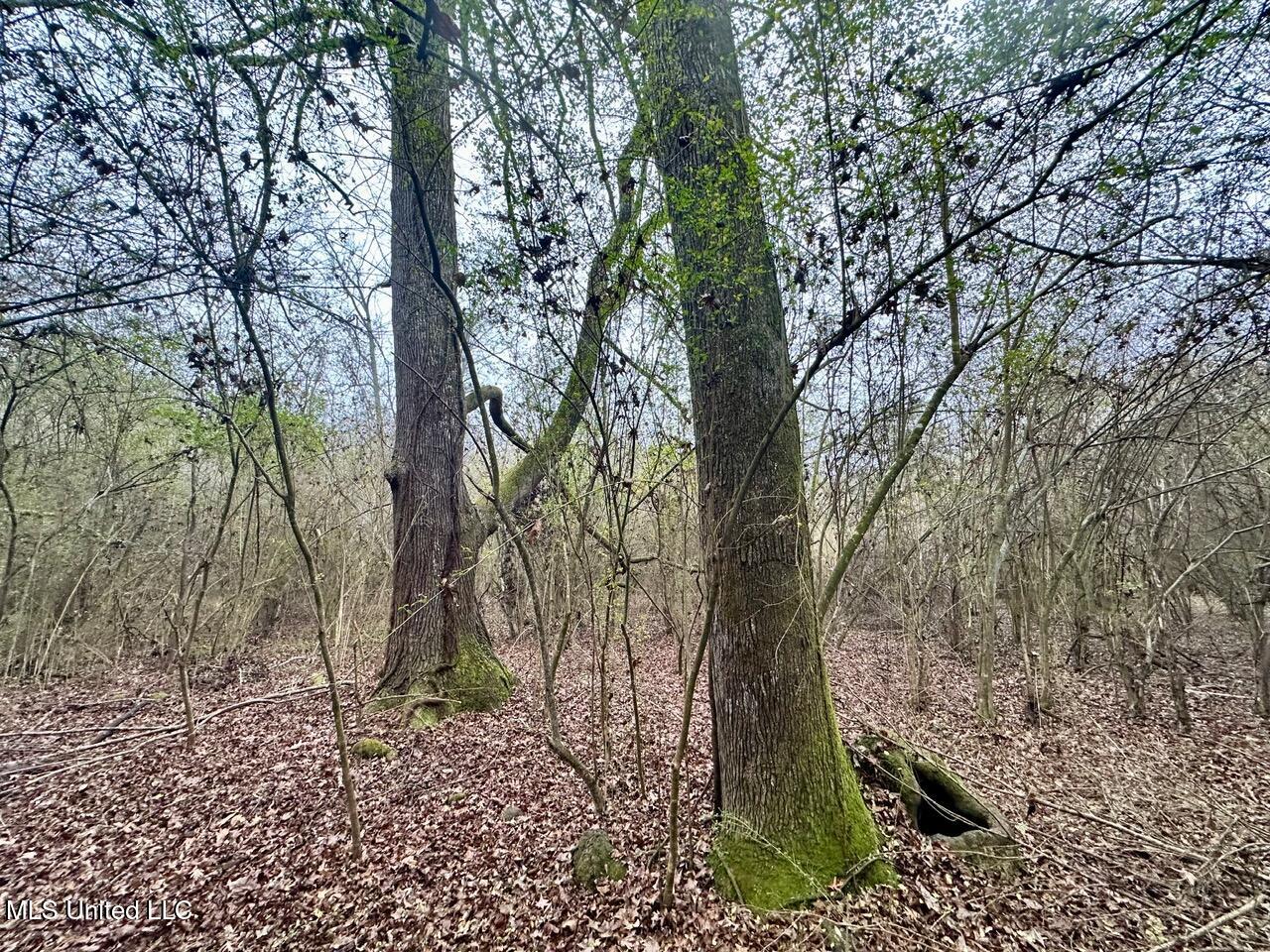 399 James Boyakin Barnett Road Magee, MS 39111 - Photo 38 of 48 IMG_6109