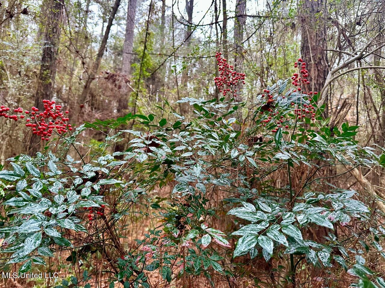 399 James Boyakin Barnett Road Magee, MS 39111 - Photo 40 of 48 IMG_6114
