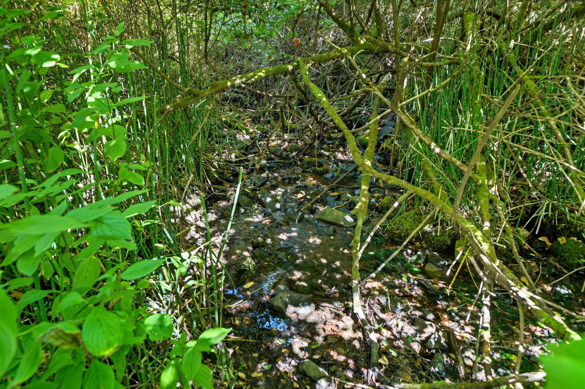 20922 Red Bridge Road Montgomery Creek, CA 96065 - Photo 53 of 69 41-web-or-mls-IMG-41