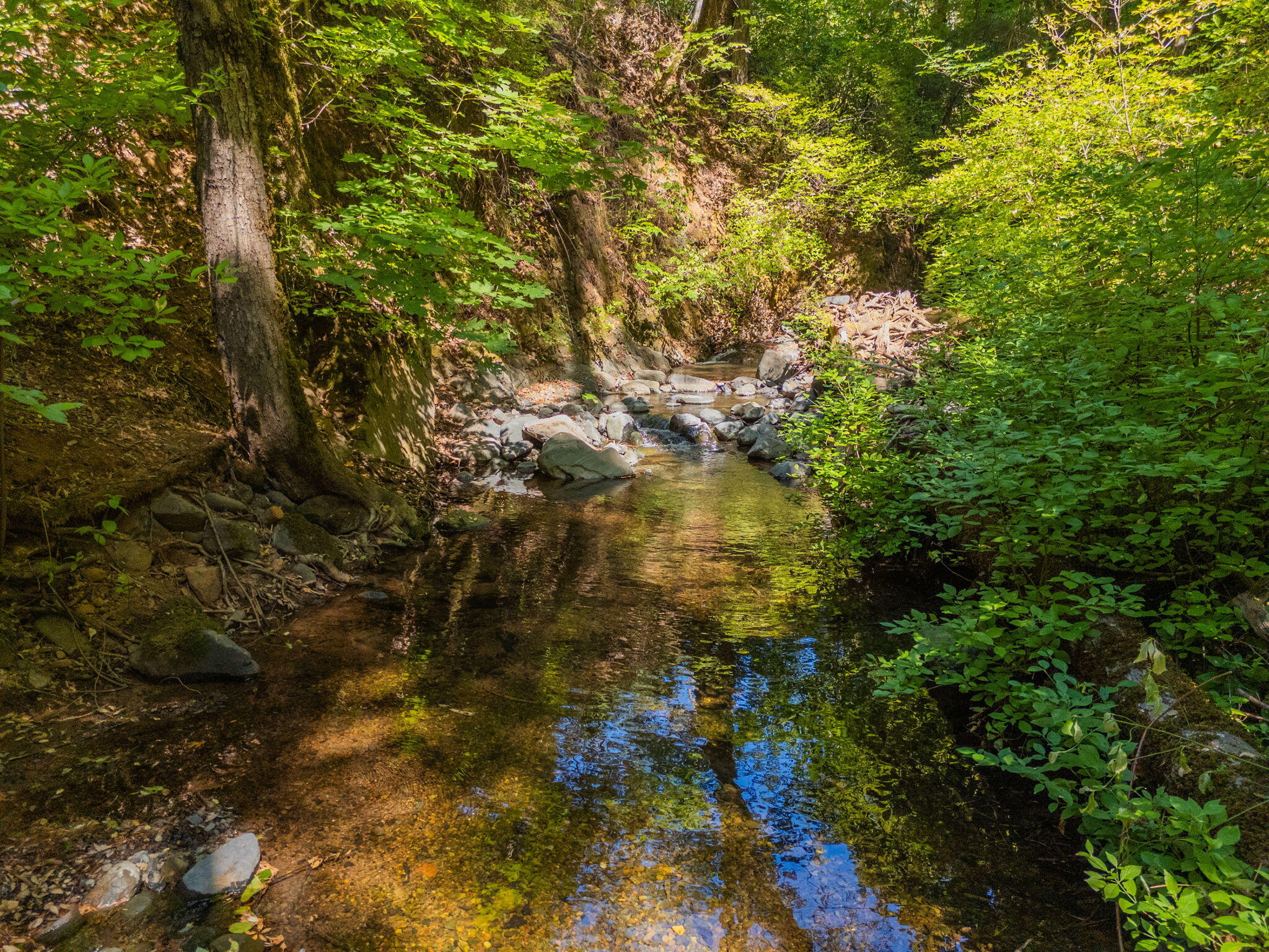 20922 Red Bridge Road Montgomery Creek, CA 96065 - Photo 6 of 69 57-web-or-mls-IMG-57