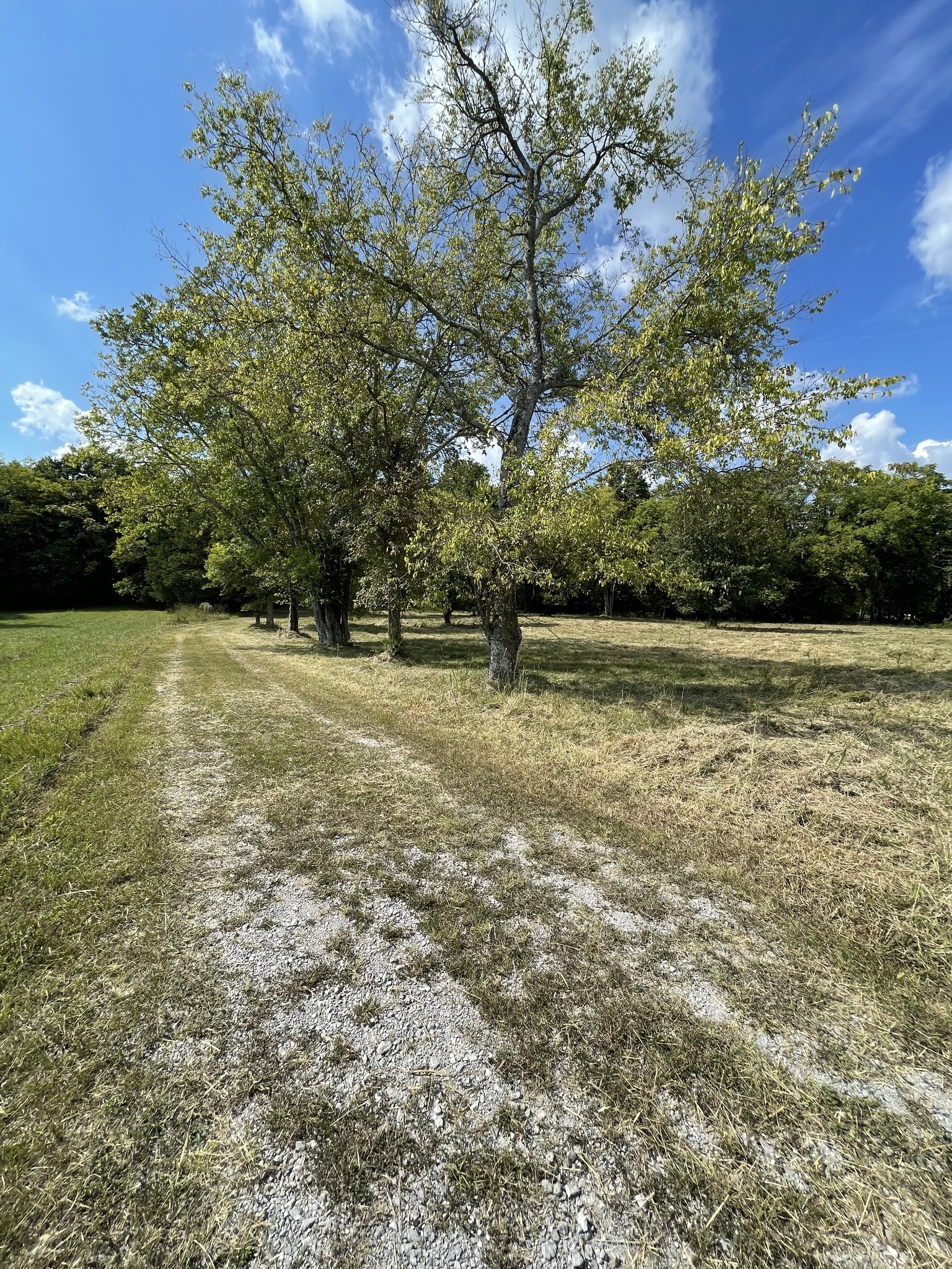 540 Beasleys Bend Road Lebanon, TN 37087 - Photo 12 of 15 a view of outdoor space with trees all around
